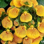 Flowers Suitable For Gardening Novices