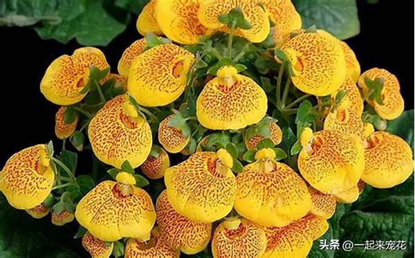 Flowers Suitable For Gardening Novices