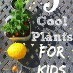 Fun Garden Plants For Kids