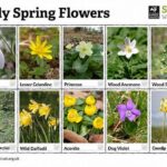 Guide To Spotting Wildflowers In Nature
