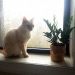 Harmonious Plant Arrangements For Cats