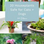 Houseplants Safe For Dogs And Cats