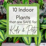 Indoor Plants Safe For Children