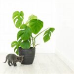 Indoor Plants That Pets Avoid