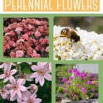 Long-blooming Perennial Varieties