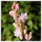 Long-lasting Scented Perennial Plants
