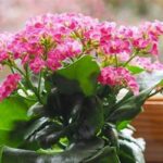 Low Maintenance Indoor Flowers