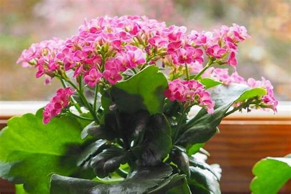 Low Maintenance Indoor Flowers