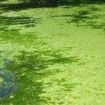 “maintaining Water Clarity Leaves”