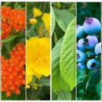 Native Plant Species For Wildlife