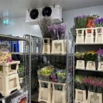 Optimal Flower Storage Conditions