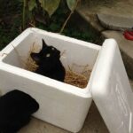 Outdoor Cat Shelter Ideas.