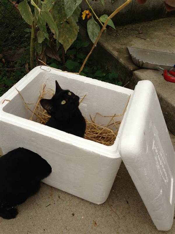 Outdoor Cat Shelter Ideas.