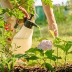 Pest Control For Spring Flowering Plants