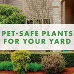 Pet-safe Foliage For Homes