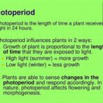 Photoperiod’s Influence On Plants