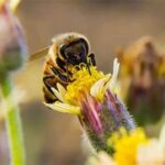 Pollinator Support Through Native Flora