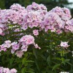 Popular Fragrant Flowers For Gardens