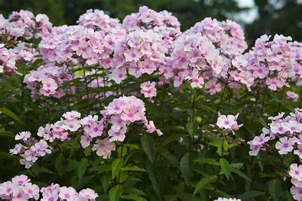 Popular Fragrant Flowers For Gardens