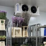 Preserving Blooms In Cold Storage