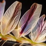 Protecting Delicate Flower Petals