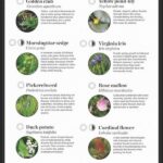 Regional Native Plant Recommendations
