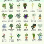 Resilient Houseplants For Homes