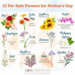 Safe Flowers For Pets