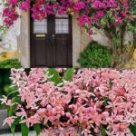 Scented Blossoms For Outdoor Spaces