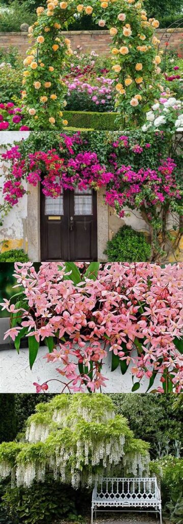 Scented Blossoms For Outdoor Spaces