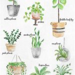 Simple Care Plants For Indoors