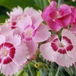 Strongly Scented Flower Types