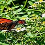 Supporting Native Wildlife Populations