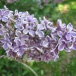 Sweet-smelling Garden Blossom Selections