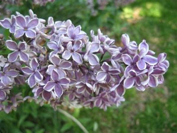 Sweet-smelling Garden Blossom Selections