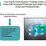 Techniques For Enhanced Garden Photosynthesis