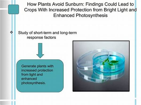 Techniques For Enhanced Garden Photosynthesis