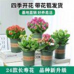 Techniques For Flower Petal Longevity