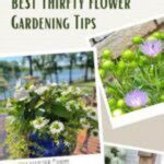 Thrifty Garden Blooms For Events