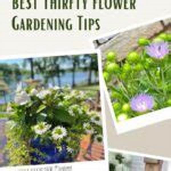 Thrifty Garden Blooms For Events