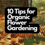 Tips For Organic Flower Gardening
