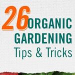 Tips For Successful Organic Gardening