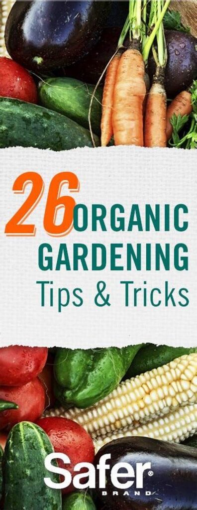 Tips For Successful Organic Gardening