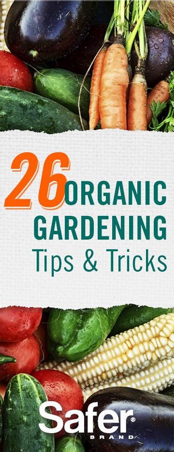 Tips For Successful Organic Gardening