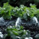 Water Conservation In Blossom Cultivation