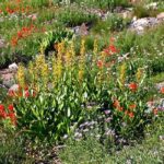 “wildflower Habitat Distribution Maps”