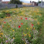 Wildflower Planting For Urban Areas