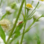 “wildflower Pollination By Insects”