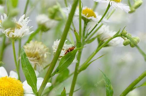 “wildflower Pollination By Insects”