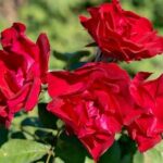 Winter Hardy Floral Varieties